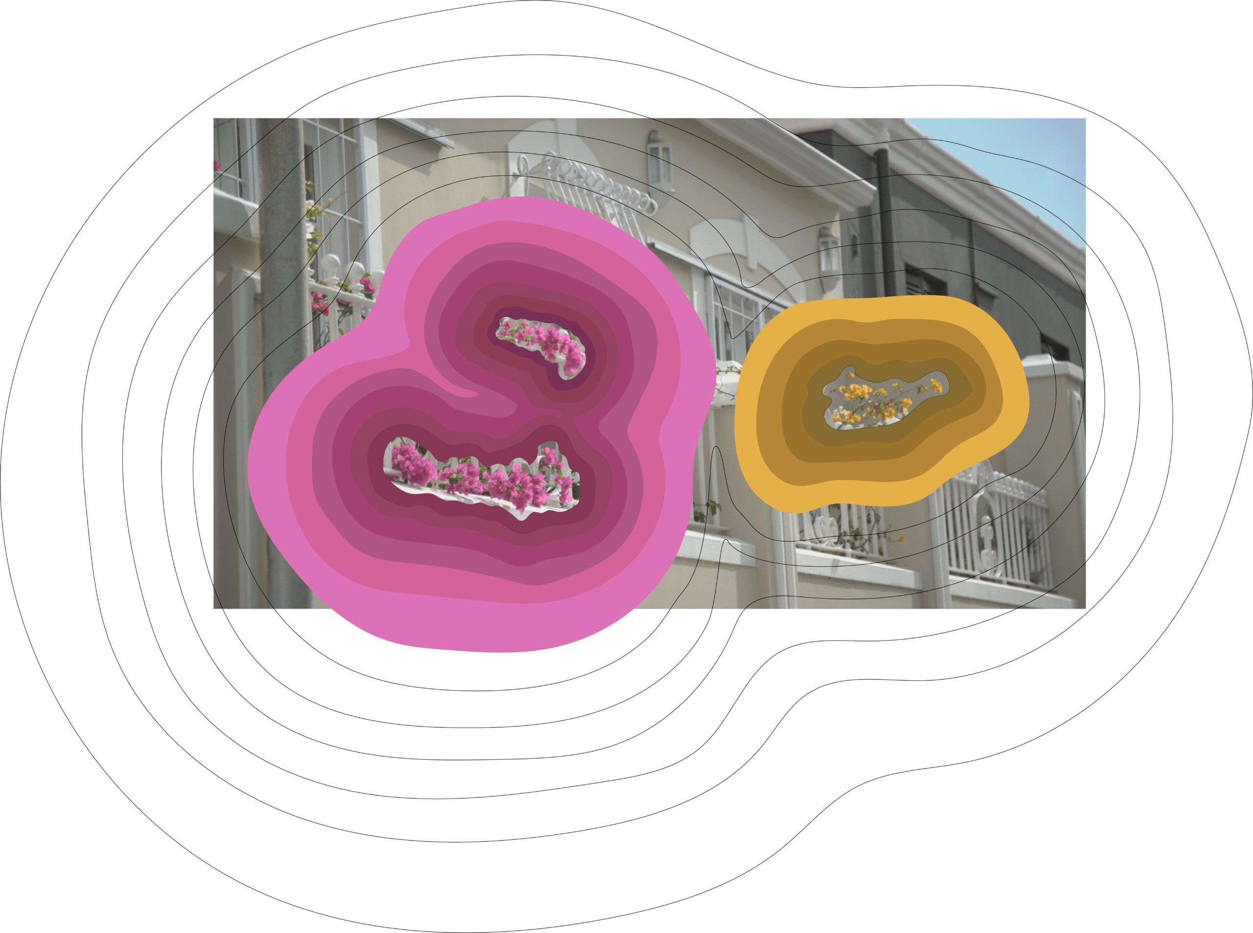 Frequency - Pink and Yellow Flowers